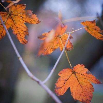 巴克莱：中东冲突更可能推高通胀而非损害增长